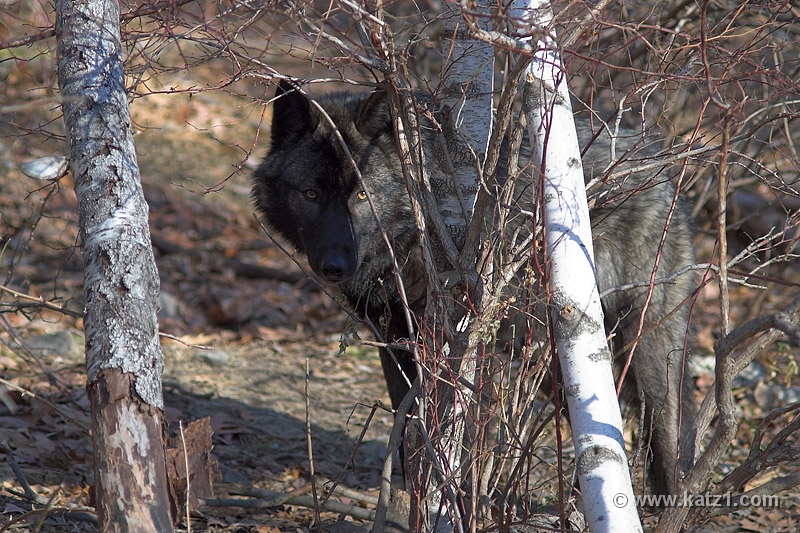 Arctic Wolf 070